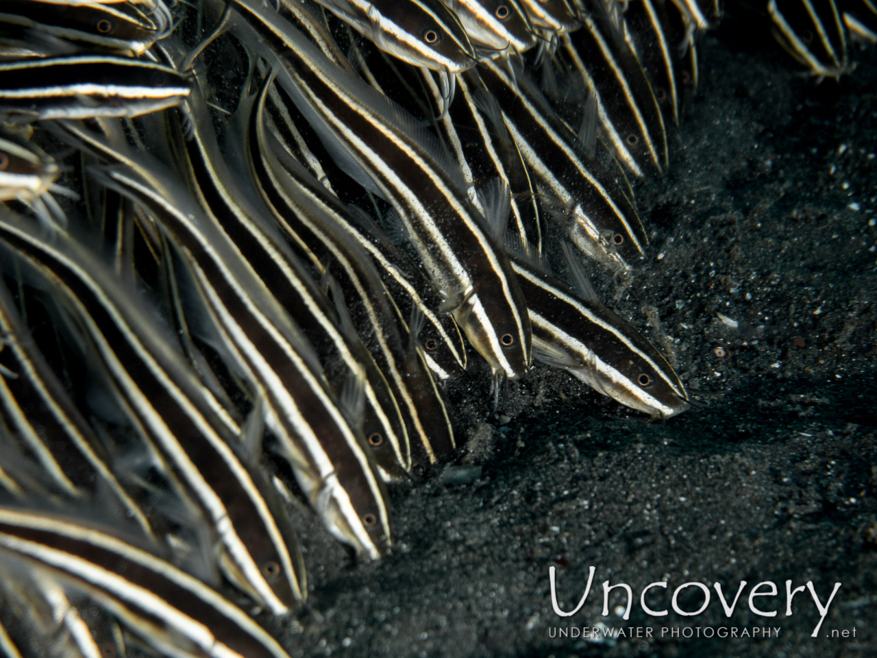 Striped Catfish (plotosus Lineatus) shot in Indonesia|North Sulawesi|Lembeh Strait|Aer Bajo 3