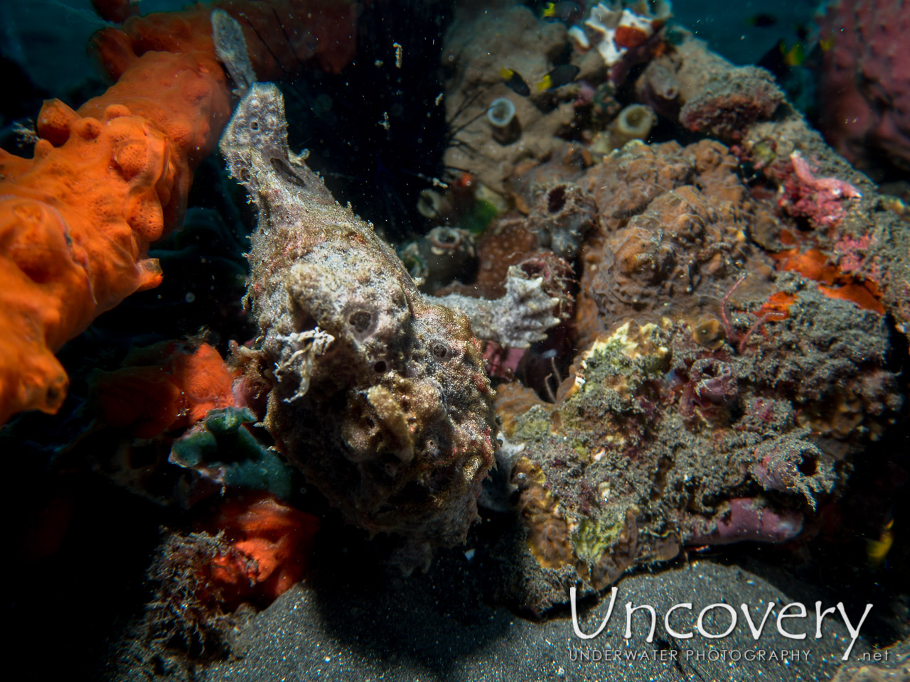 Painted Frogfish (antennarius Pictus) shot in Indonesia|North Sulawesi|Lembeh Strait|Aer Bajo 3