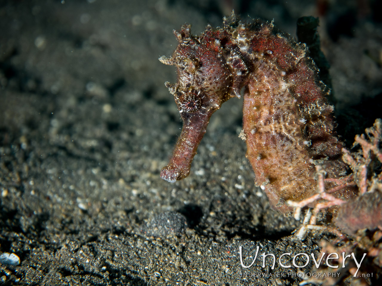 Common Sea Horse (hippocampus Kuda) shot in Indonesia|North Sulawesi|Lembeh Strait|Aer Bajo 3