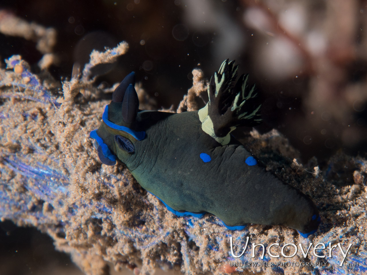 Nudibranch shot in Indonesia|North Sulawesi|Lembeh Strait|Aer Bajo 3