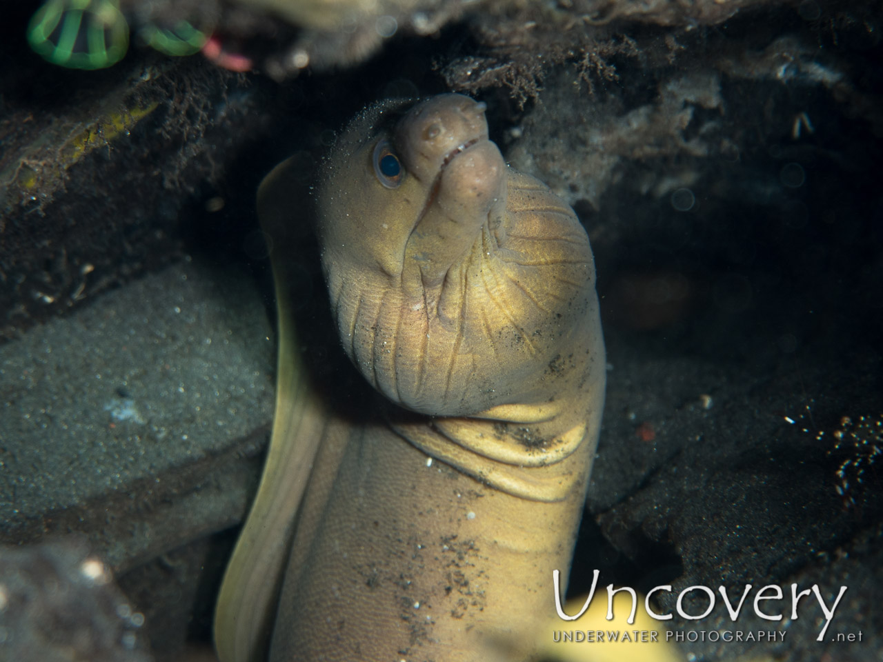 Moray shot in Indonesia|North Sulawesi|Lembeh Strait|Aer Bajo 3