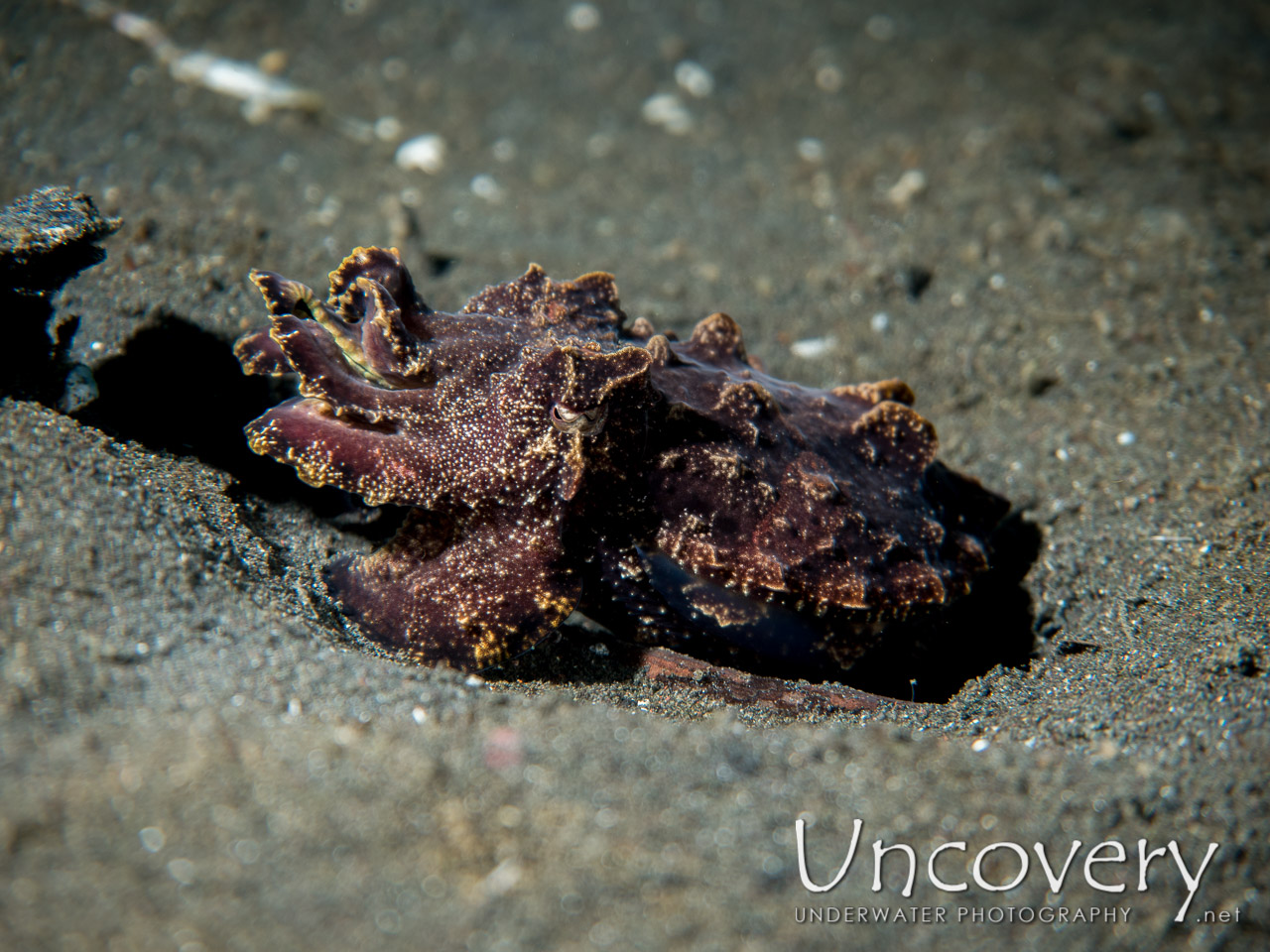 Flamboyant Cuttlefish (metasepia Pfefferi) shot in Indonesia|North Sulawesi|Lembeh Strait|Aer Bajo 3
