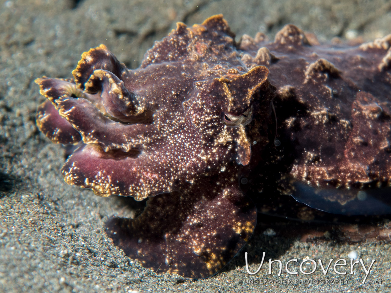Flamboyant Cuttlefish (metasepia Pfefferi) shot in Indonesia|North Sulawesi|Lembeh Strait|Aer Bajo 3