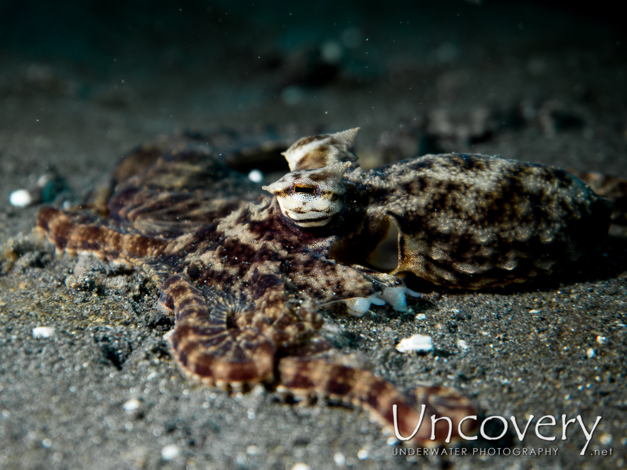 Mimic Octopus (thaumoctopus Mimicus) shot in Indonesia|North Sulawesi|Lembeh Strait|Aer Bajo 3