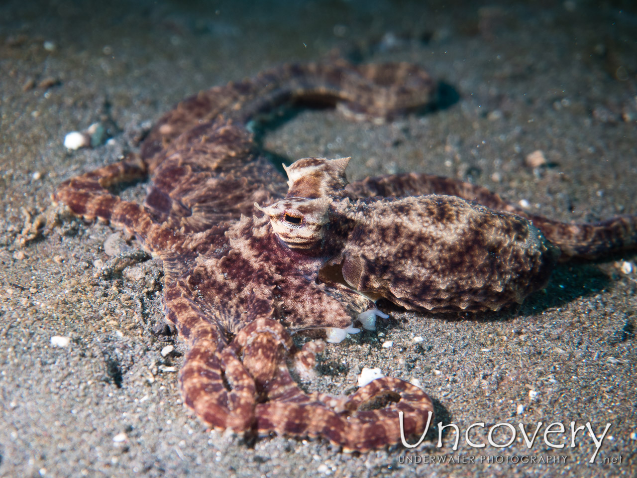Mimic Octopus (thaumoctopus Mimicus) shot in Indonesia|North Sulawesi|Lembeh Strait|Aer Bajo 3