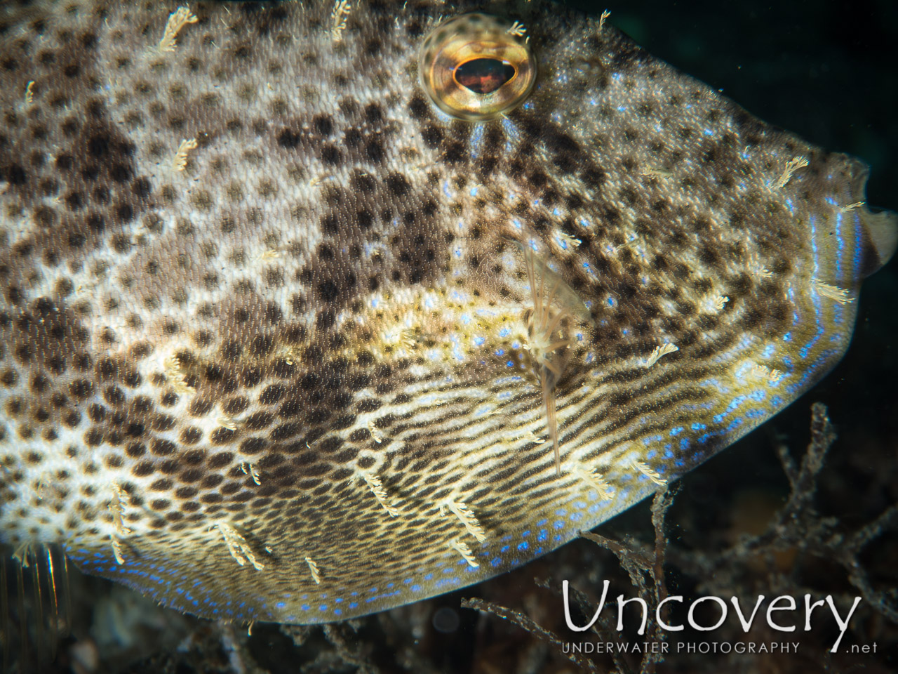 Filefish shot in Indonesia|North Sulawesi|Lembeh Strait|TK 2
