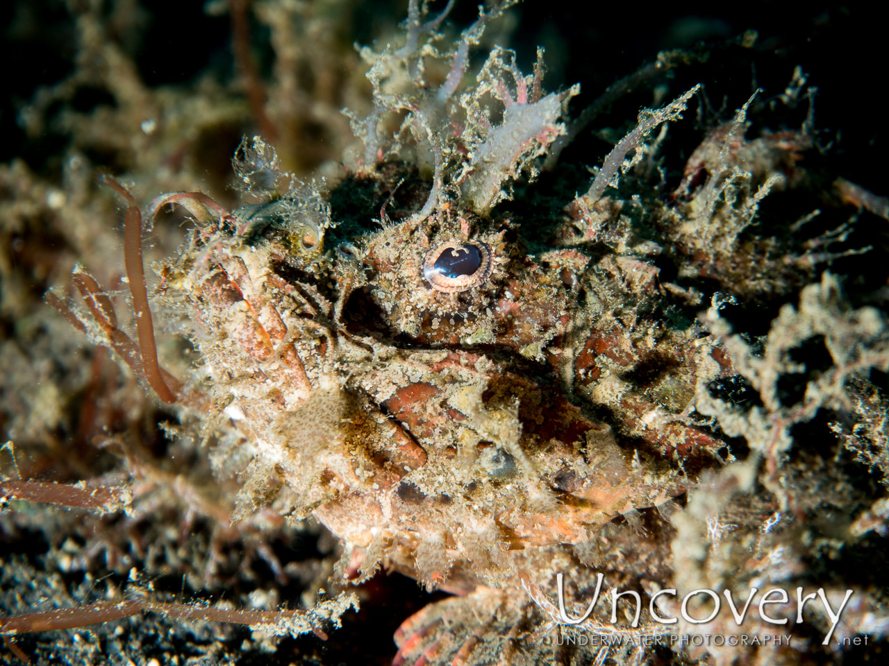Devil Scorpionfish, photo taken in Indonesia, North Sulawesi, Lembeh Strait, TK 2
