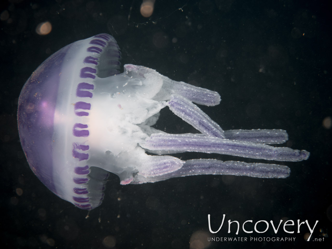 Jellyfish, photo taken in Indonesia, North Sulawesi, Lembeh Strait, TK 2