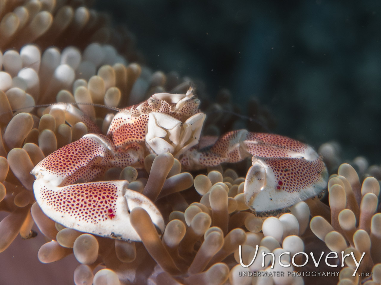 Spotted Porcelain Crab (neopetrolisthes Maculatus), photo taken in Indonesia, North Sulawesi, Lembeh Strait, TK 2