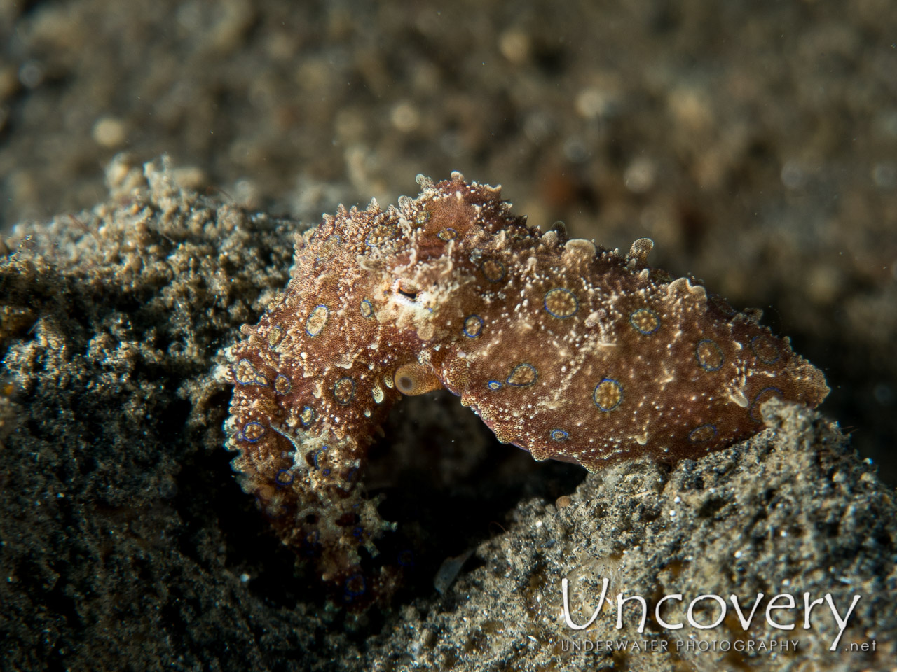 Blue Ring Octopus (hapalochlaena Lunulata), photo taken in Indonesia, North Sulawesi, Lembeh Strait, TK 2