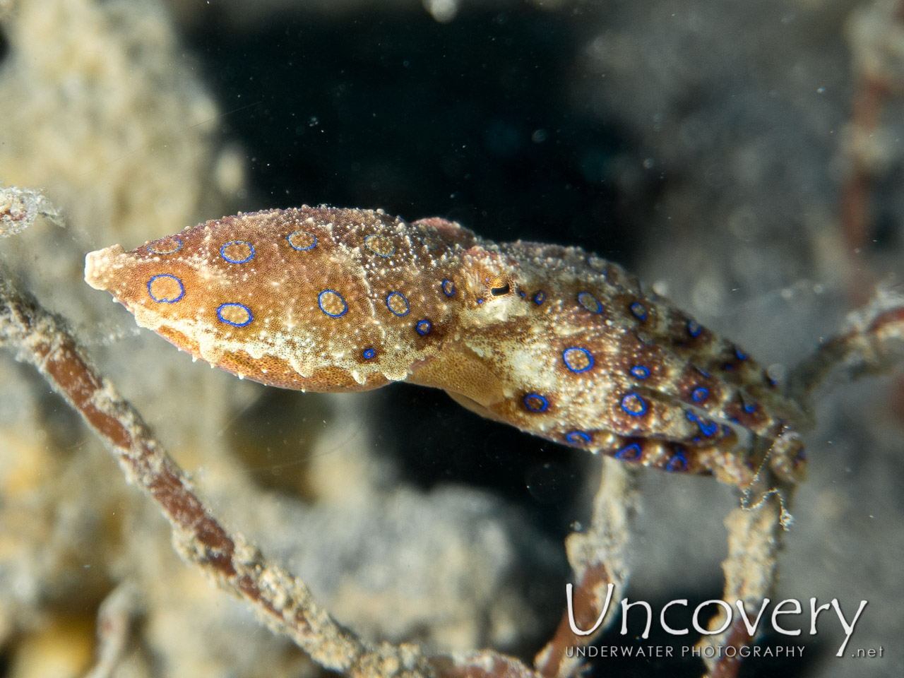 Blue Ring Octopus (hapalochlaena Lunulata), photo taken in Indonesia, North Sulawesi, Lembeh Strait, TK 2