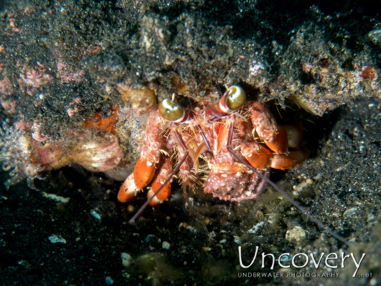 Hermit Crab, photo taken in Indonesia, North Sulawesi, Lembeh Strait, TK 2
