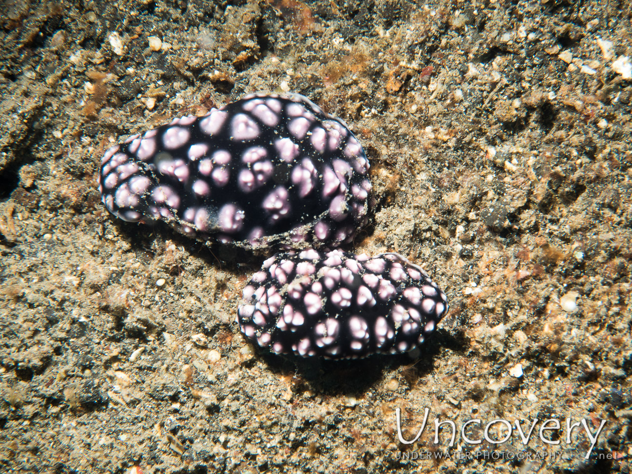 Nudibranch, photo taken in Indonesia, North Sulawesi, Lembeh Strait, Makawide 3