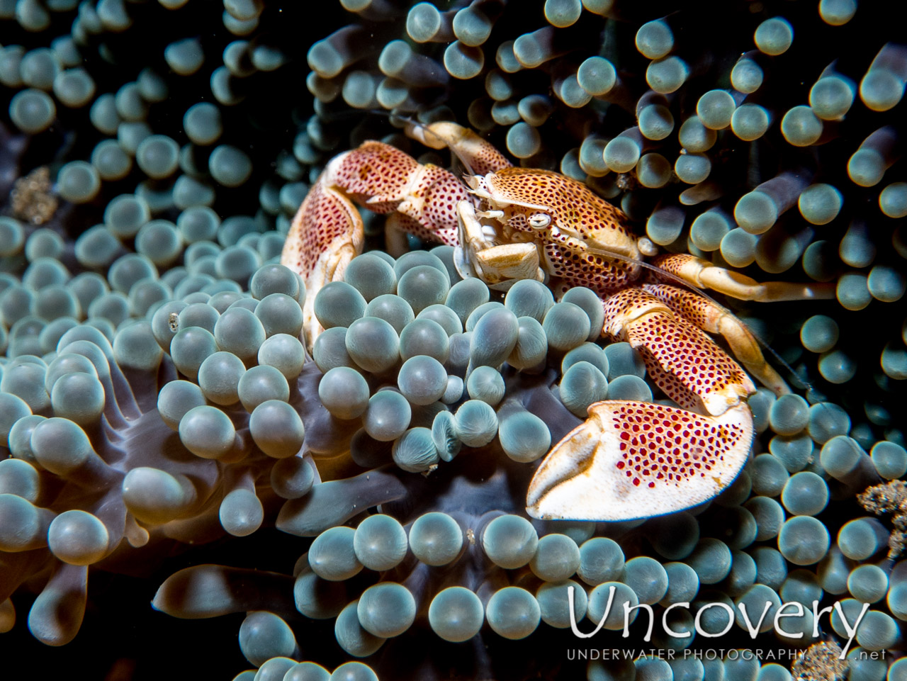Spotted Porcelain Crab (neopetrolisthes Maculatus), photo taken in Indonesia, North Sulawesi, Lembeh Strait, Makawide 3