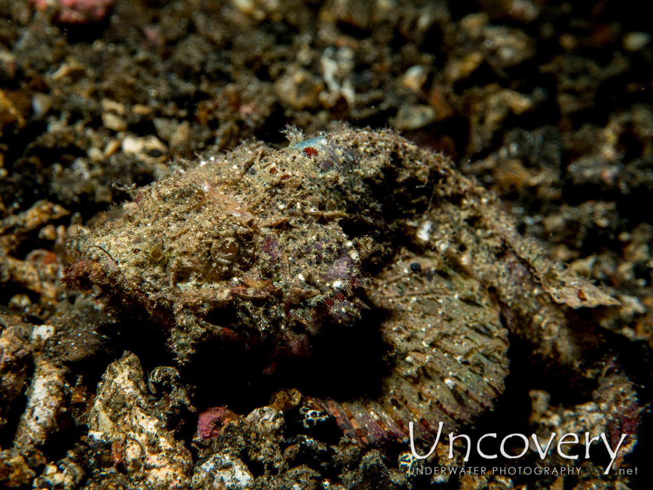 Humpback Scorpionfish (scorpaenopsis Macrochir) shot in Indonesia|North Sulawesi|Lembeh Strait|Makawide 3