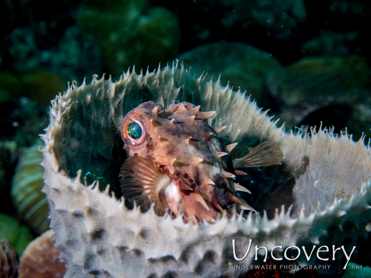 Porcupine Pufferfish (diodon Holocanthus), photo taken in Indonesia, North Sulawesi, Lembeh Strait, Makawide 3