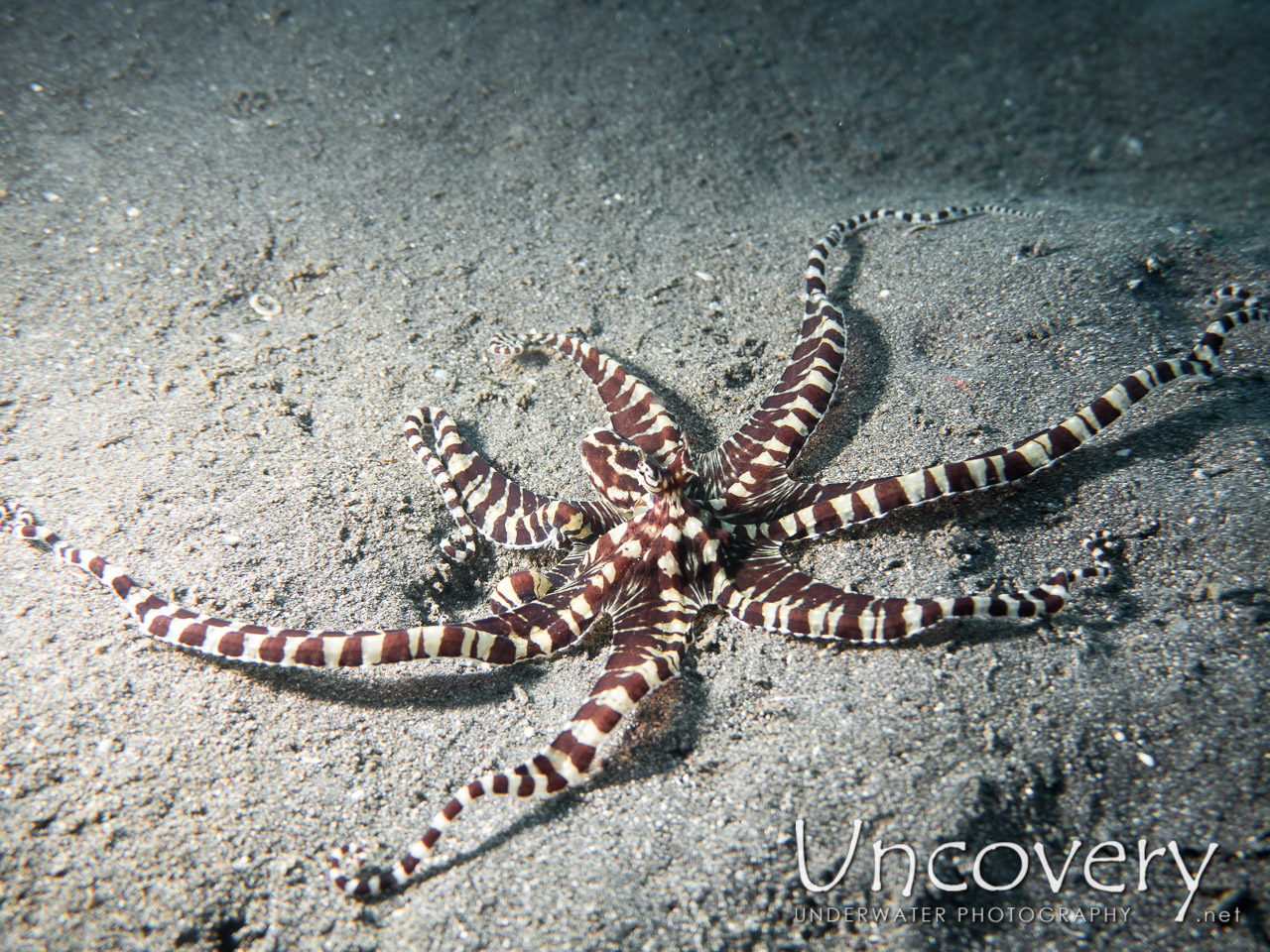 Mimic Octopus (thaumoctopus Mimicus), photo taken in Indonesia, North Sulawesi, Lembeh Strait, Aer Bajo 1