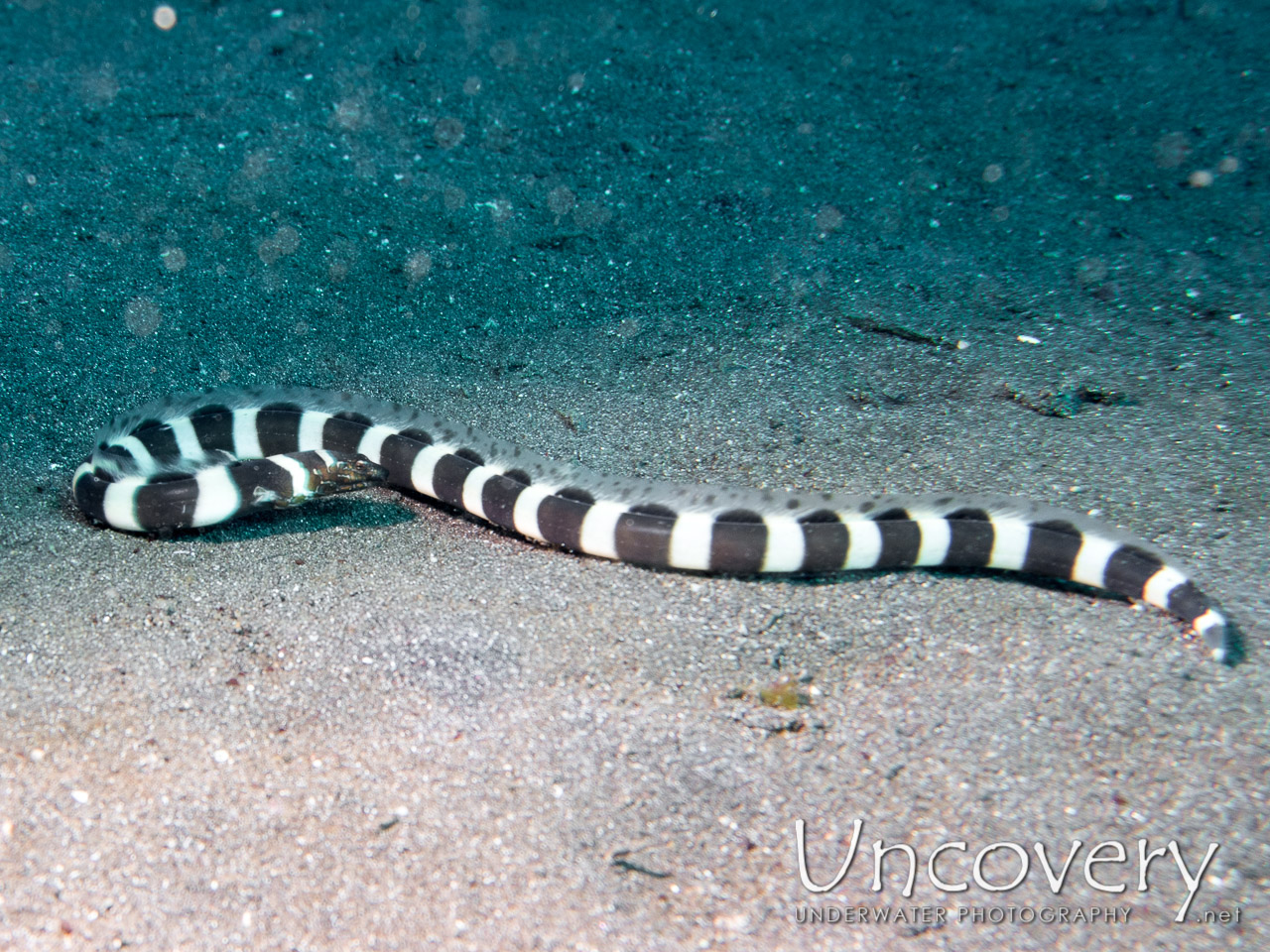 Napoleon Snake Eel (ophichthus Bonaparti), photo taken in Indonesia, North Sulawesi, Lembeh Strait, Aer Bajo 1