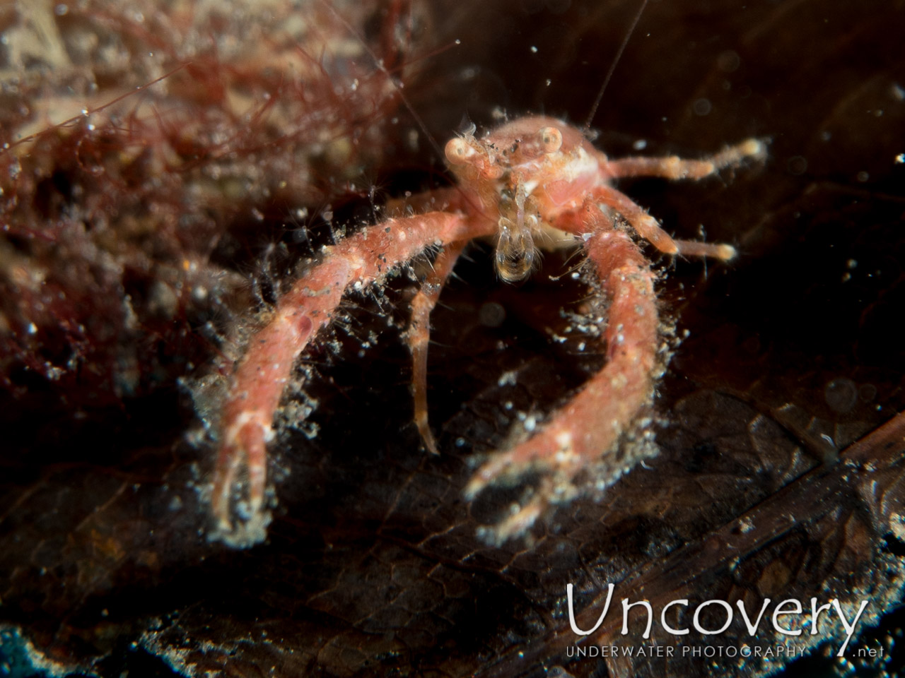 Squadlobster, photo taken in Indonesia, North Sulawesi, Lembeh Strait, Aer Bajo 1