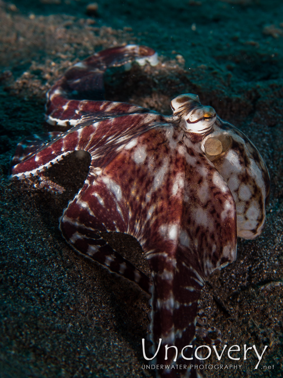 Mimic Octopus (thaumoctopus Mimicus), photo taken in Indonesia, North Sulawesi, Lembeh Strait, Aer Bajo 1