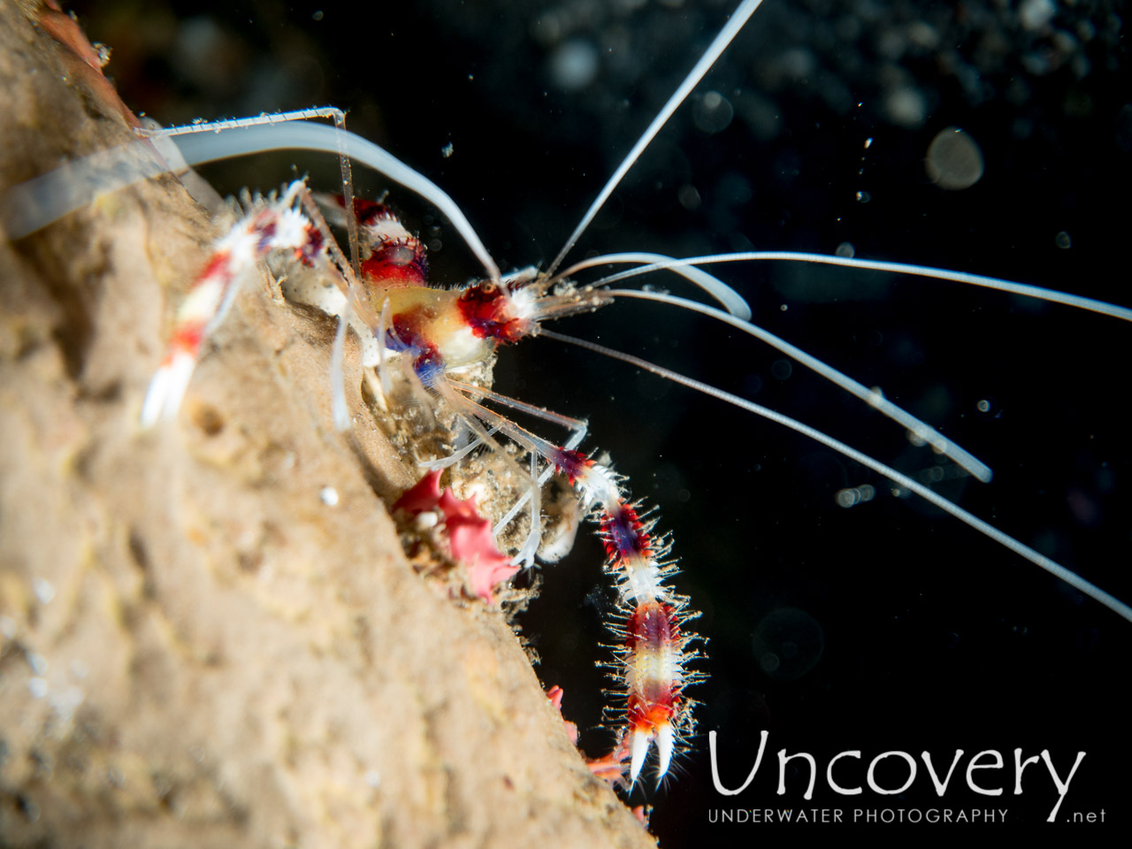 Banded Coral Shrimp (stenopus Hispidus), photo taken in Indonesia, North Sulawesi, Lembeh Strait, Aer Bajo 1