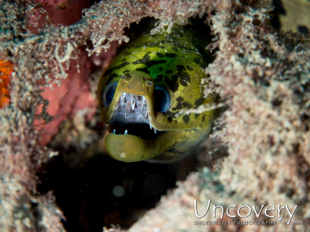 Fimbriated Moray (gymnothorax Fimbriatus), photo taken in Indonesia, North Sulawesi, Lembeh Strait, Aer Bajo 1