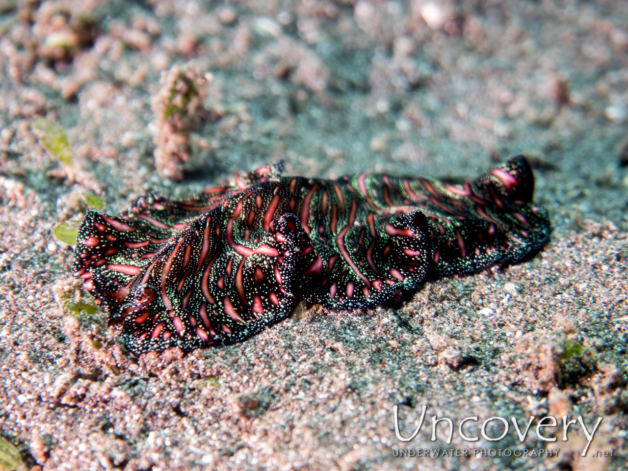 Polyclad Flatworm, photo taken in Indonesia, North Sulawesi, Lembeh Strait, Aer Bajo 1