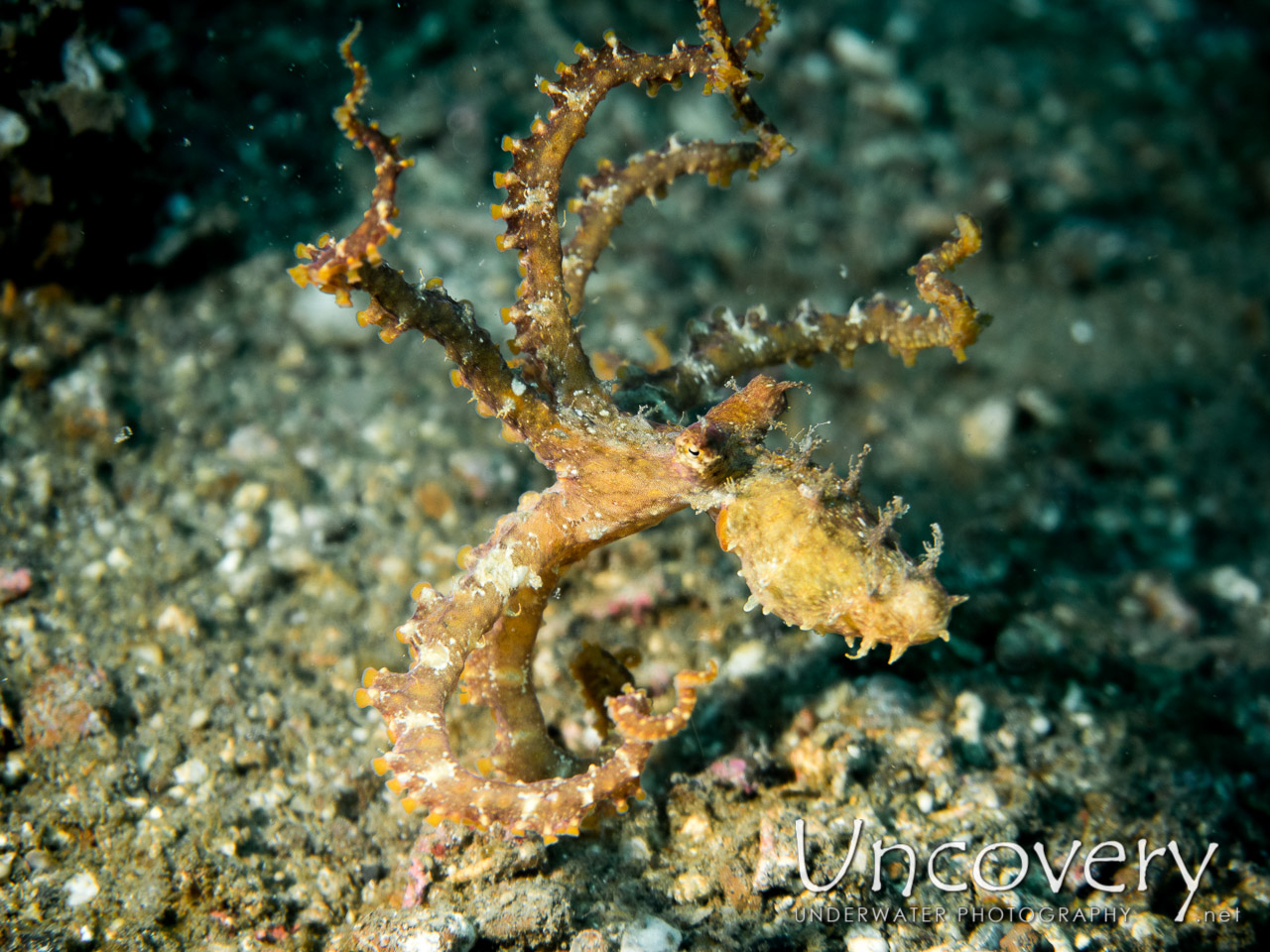 Algae Octopus (abdopus Aculeatus), photo taken in Indonesia, North Sulawesi, Lembeh Strait, Sarena Besar 1