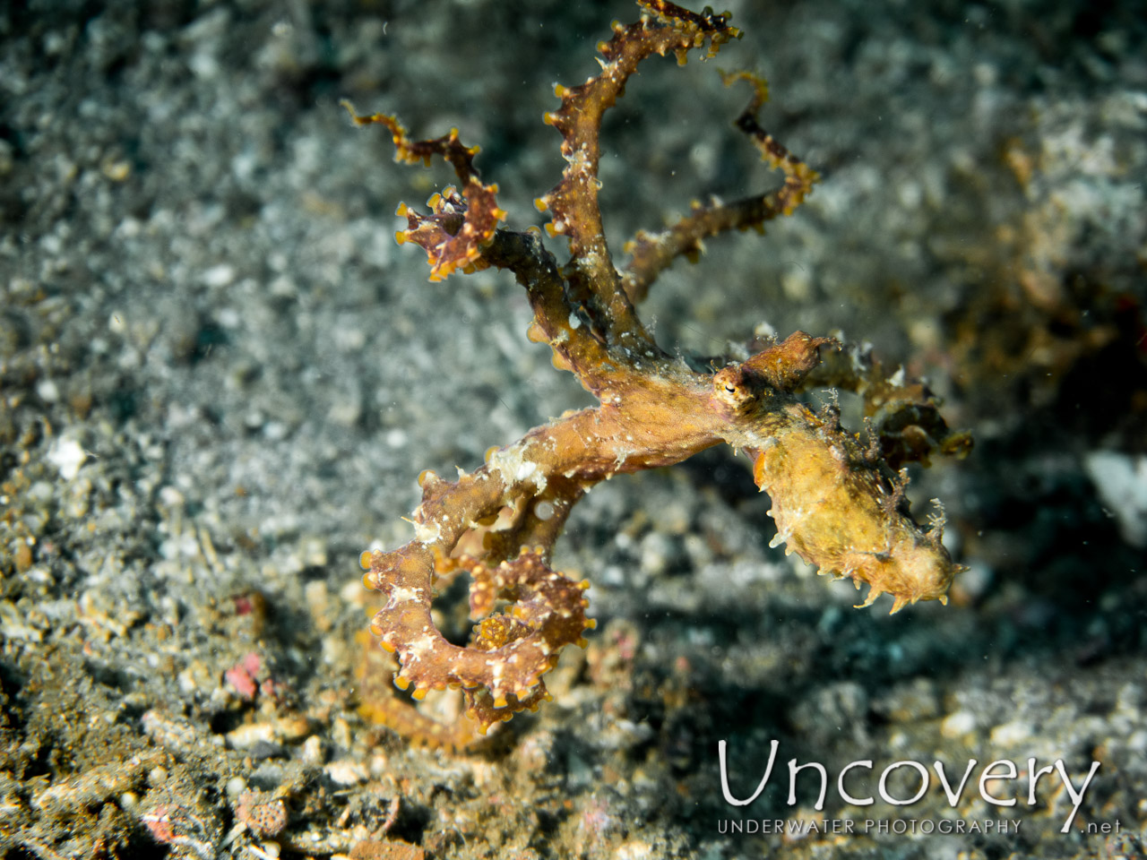 Algae Octopus (abdopus Aculeatus), photo taken in Indonesia, North Sulawesi, Lembeh Strait, Sarena Besar 1