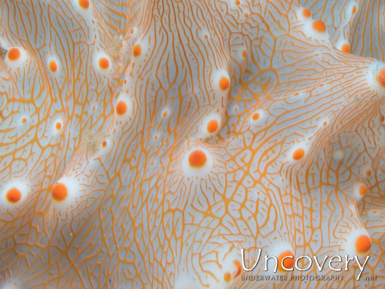 Nudibranch (halgerda Batangas), photo taken in Indonesia, North Sulawesi, Lembeh Strait, Sarena Besar 1