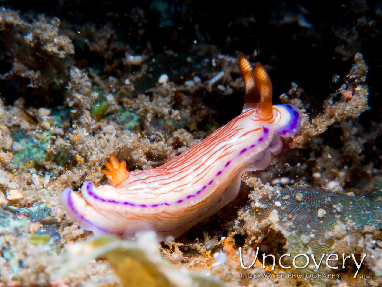 Nudibranch, photo taken in Indonesia, North Sulawesi, Lembeh Strait, Tanjung Kusu kusu