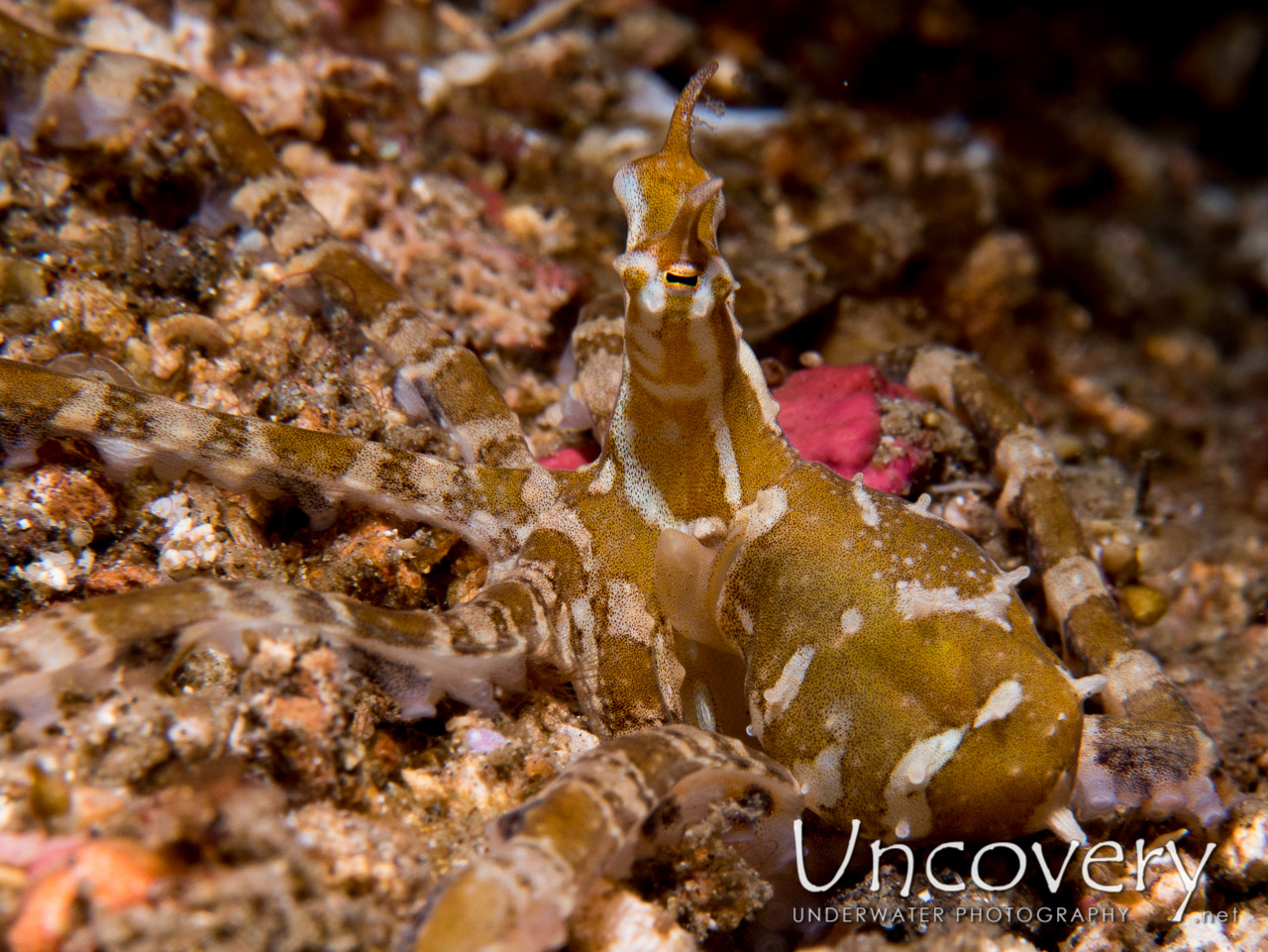 Wonderpus Octopus (wunderpus Photogenicus), photo taken in Indonesia, North Sulawesi, Lembeh Strait, Tanjung Kusu kusu