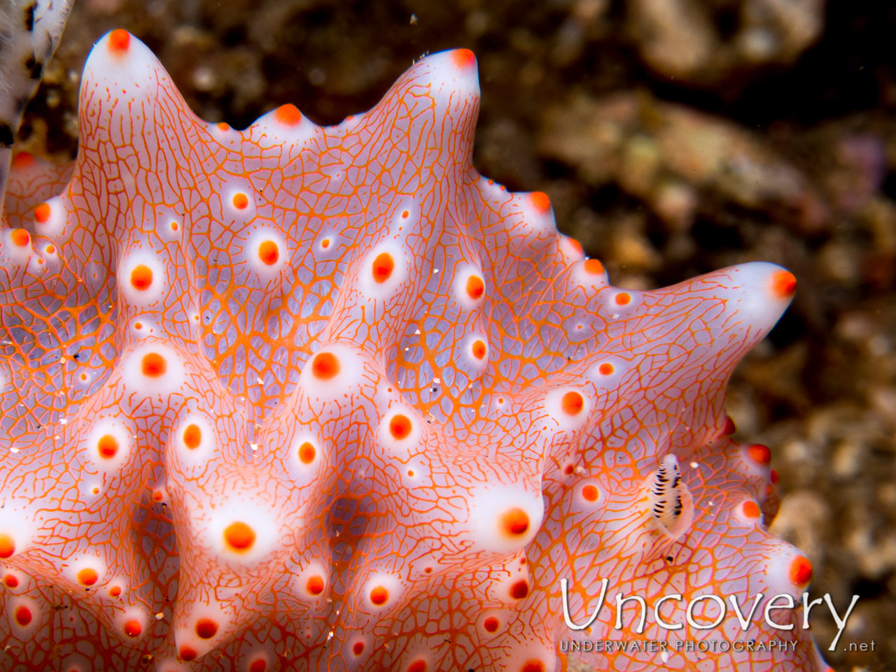Nudibranch (halgerda Batangas), photo taken in Indonesia, North Sulawesi, Lembeh Strait, Tanjung Kusu kusu