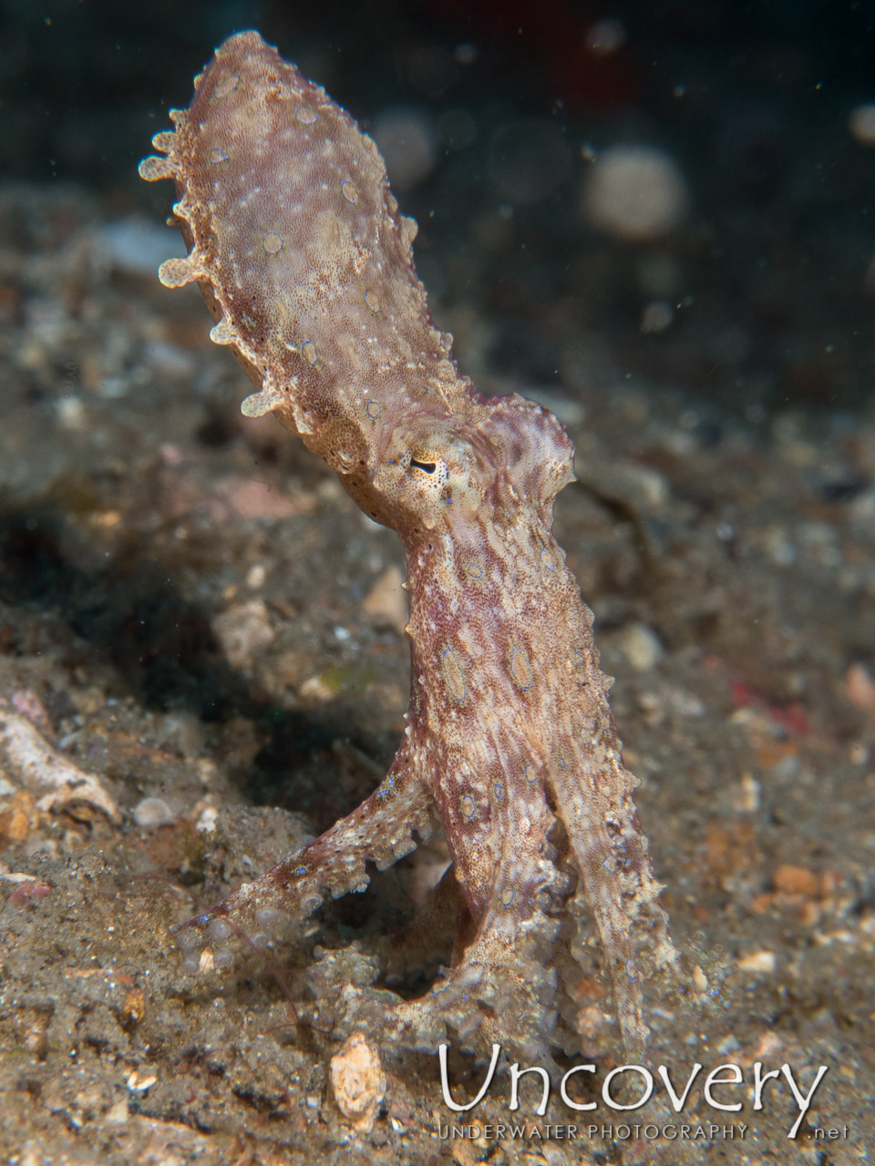 Blue Ring Octopus (hapalochlaena Lunulata), photo taken in Indonesia, North Sulawesi, Lembeh Strait, Pintu Colada 1