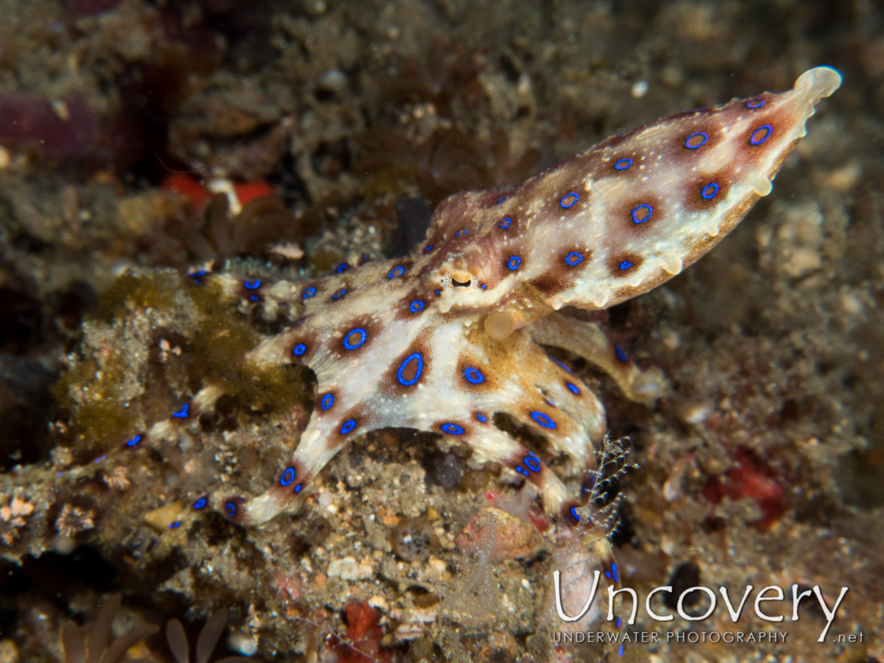 Blue Ring Octopus (hapalochlaena Lunulata), photo taken in Indonesia, North Sulawesi, Lembeh Strait, Pintu Colada 1