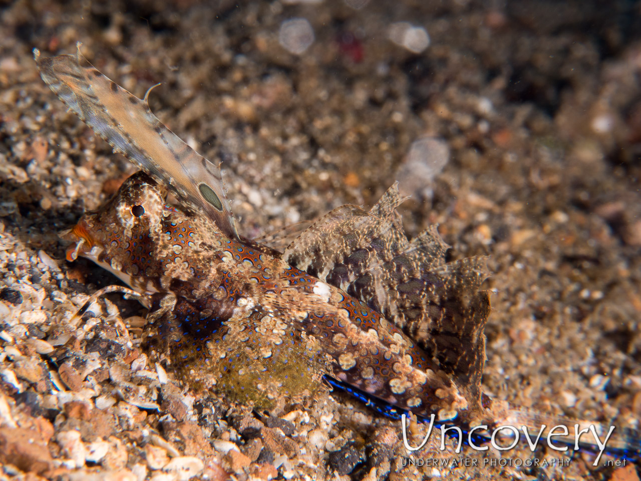 Fingered Dragonet (dactylopus Dactylopus), photo taken in Indonesia, North Sulawesi, Lembeh Strait, Pintu Colada 1