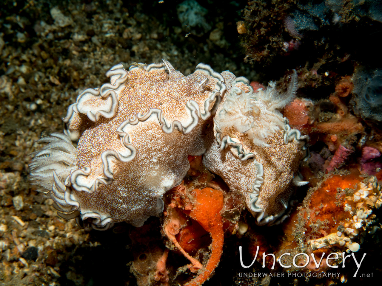 Nudibranch, photo taken in Indonesia, North Sulawesi, Lembeh Strait, Pintu Colada 1