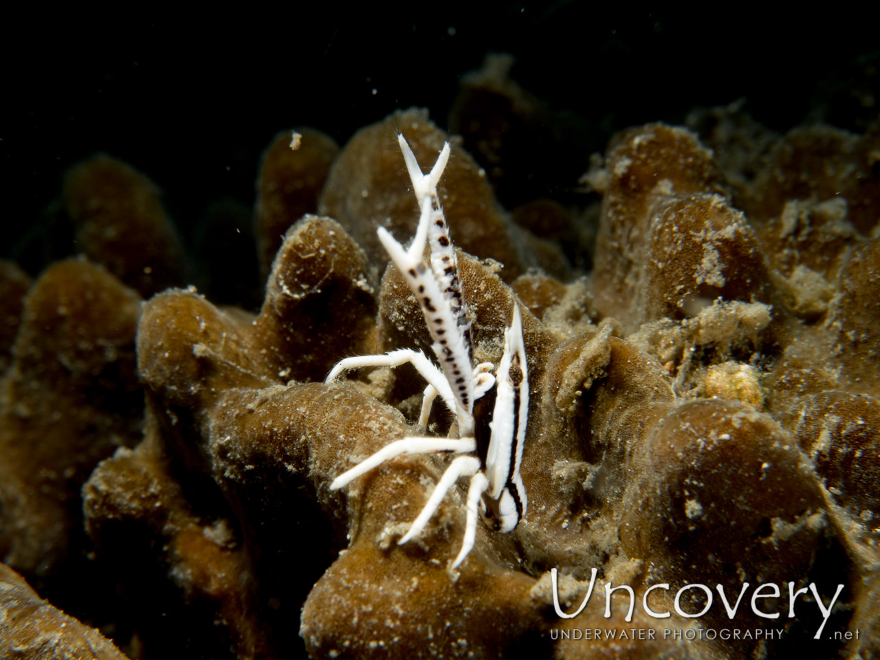 Crinoid Squatlobster (allogalathea Elegans), photo taken in Indonesia, North Sulawesi, Lembeh Strait, Pintu Colada 1