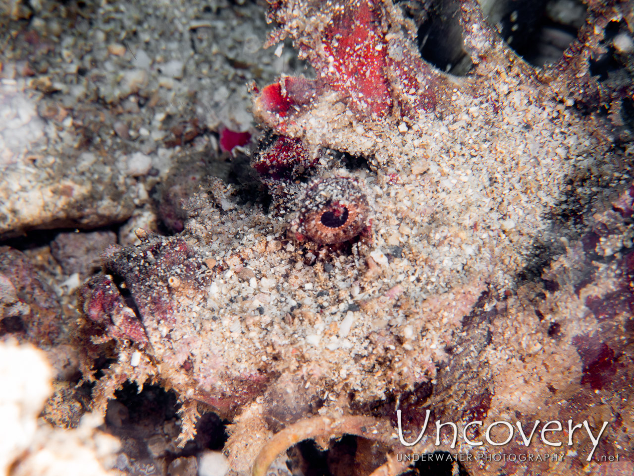 Spiny Devilfish (inimicus Didactylus) shot in Indonesia|North Sulawesi|Lembeh Strait|Pintu Colada 1