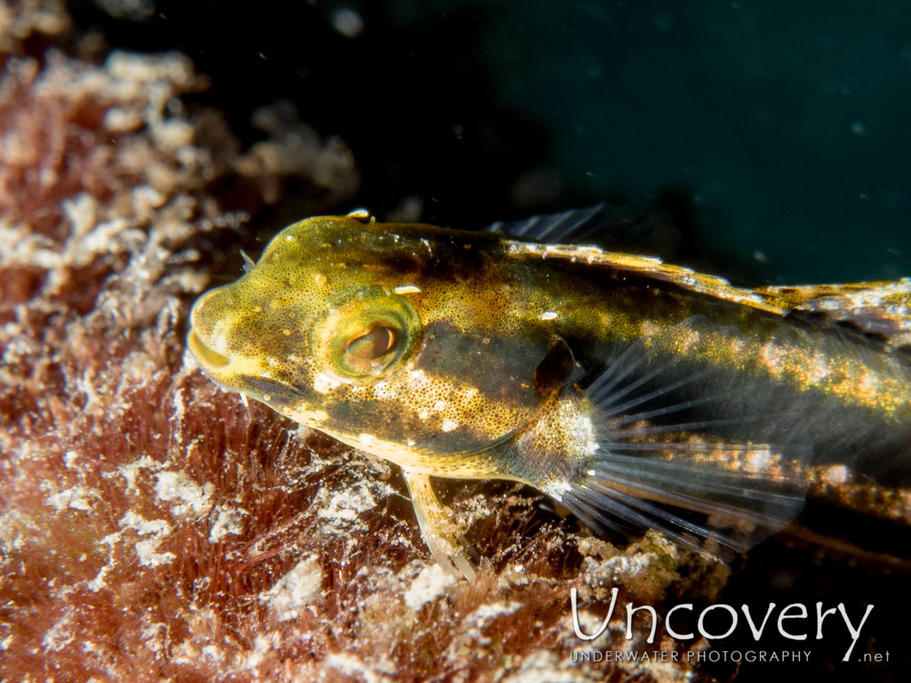 Shorthead Fangblenny (petroscirtes Breviceps), photo taken in Indonesia, North Sulawesi, Lembeh Strait, Pintu Colada 1