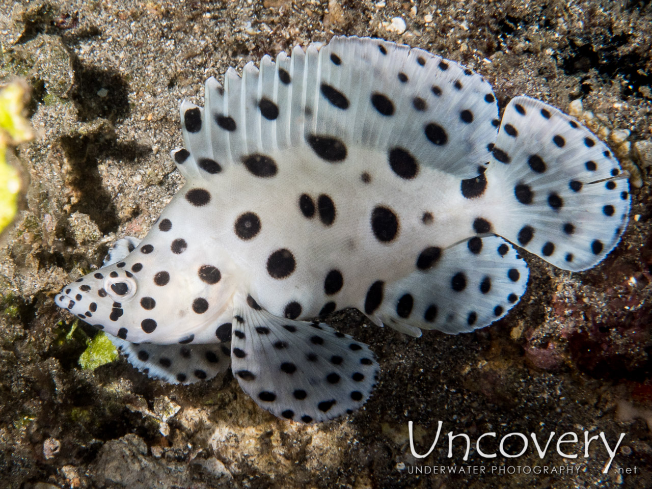 Juvenile shot in Indonesia|North Sulawesi|Lembeh Strait|Lembeh Resort House Reef