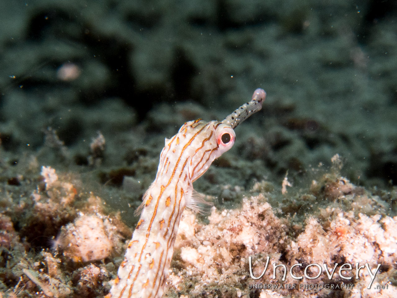 Networked Pipefish (corythoichthys Flavofasciatus) shot in Indonesia|North Sulawesi|Lembeh Strait|Lembeh Resort House Reef