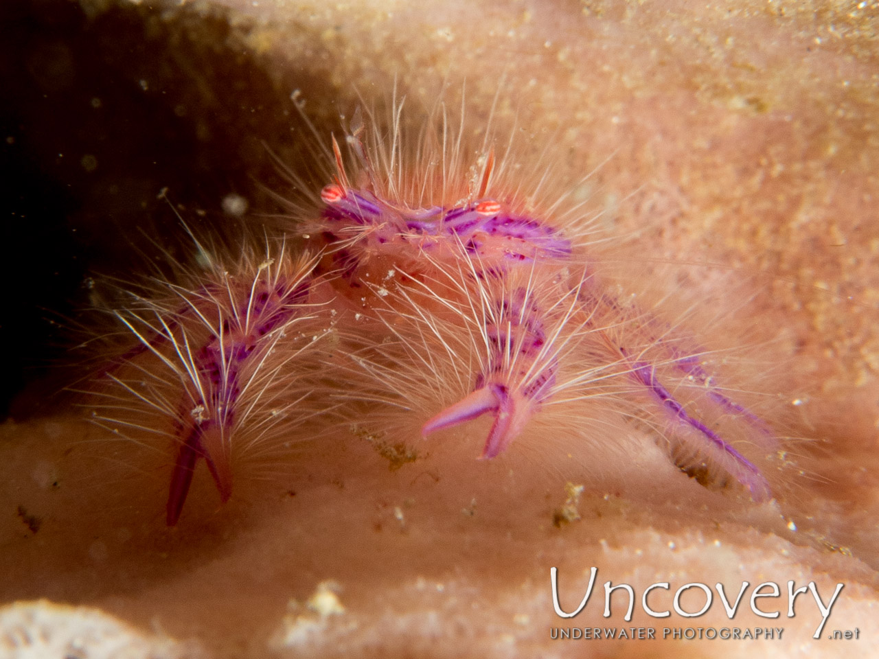 Hairy Squatlobster (lauriea Siagiani) shot in Indonesia|North Sulawesi|Lembeh Strait|Lembeh Resort House Reef