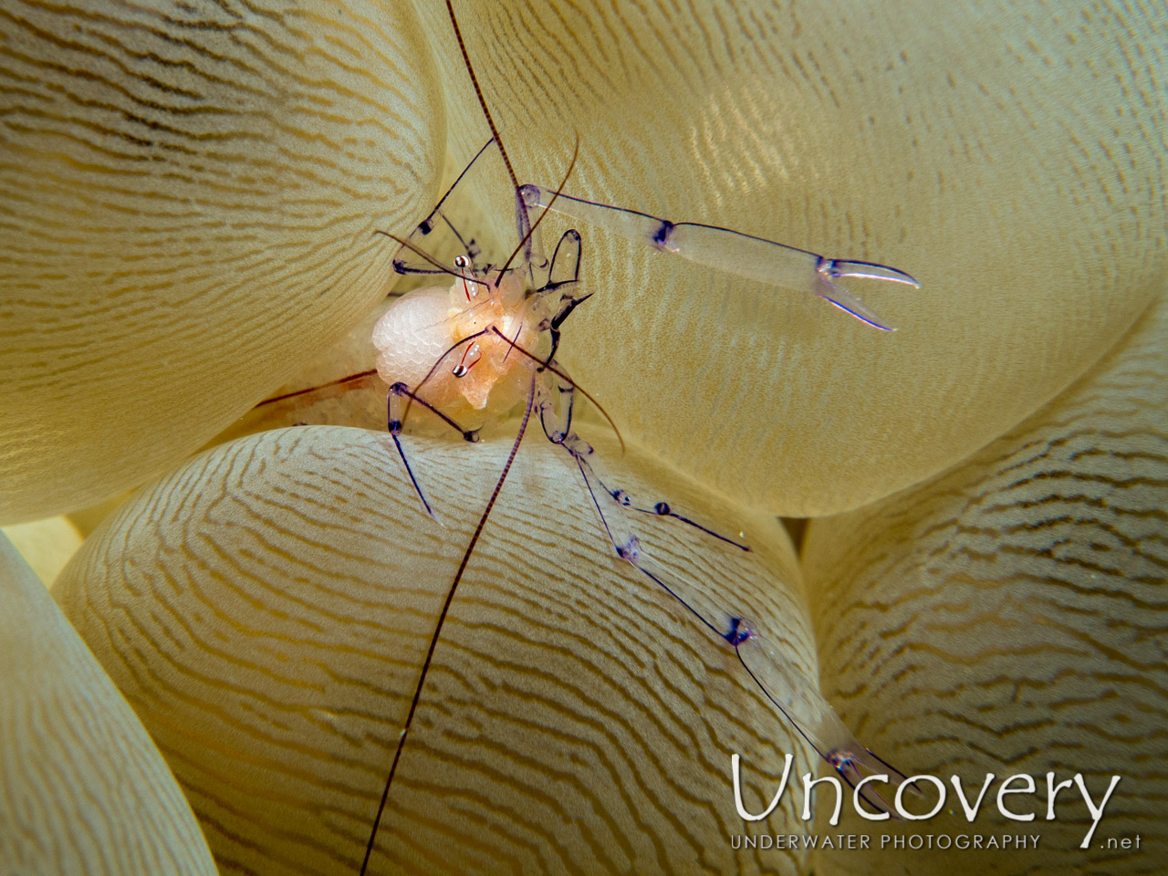 Bubble Coral Shrimp (vir Philippinensis) shot in Indonesia|North Sulawesi|Lembeh Strait|Lembeh Resort House Reef