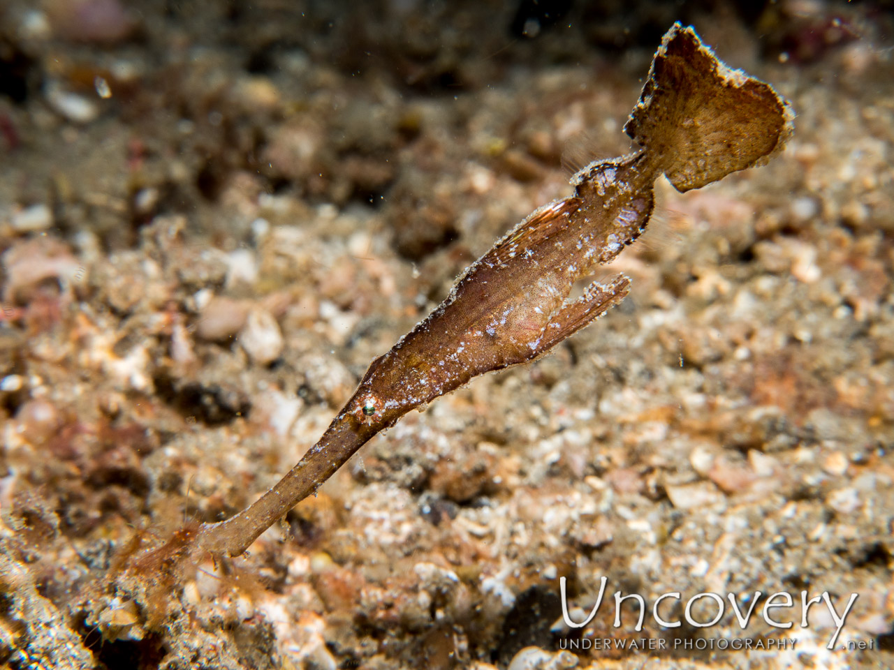 Robust Ghostpipefish (solenostomus Cyanopterus) shot in Indonesia|North Sulawesi|Lembeh Strait|Lembeh Resort House Reef