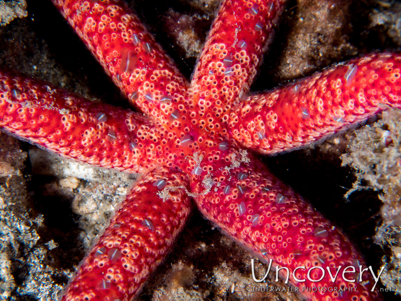 Starfish shot in Indonesia|North Sulawesi|Lembeh Strait|Lembeh Resort House Reef