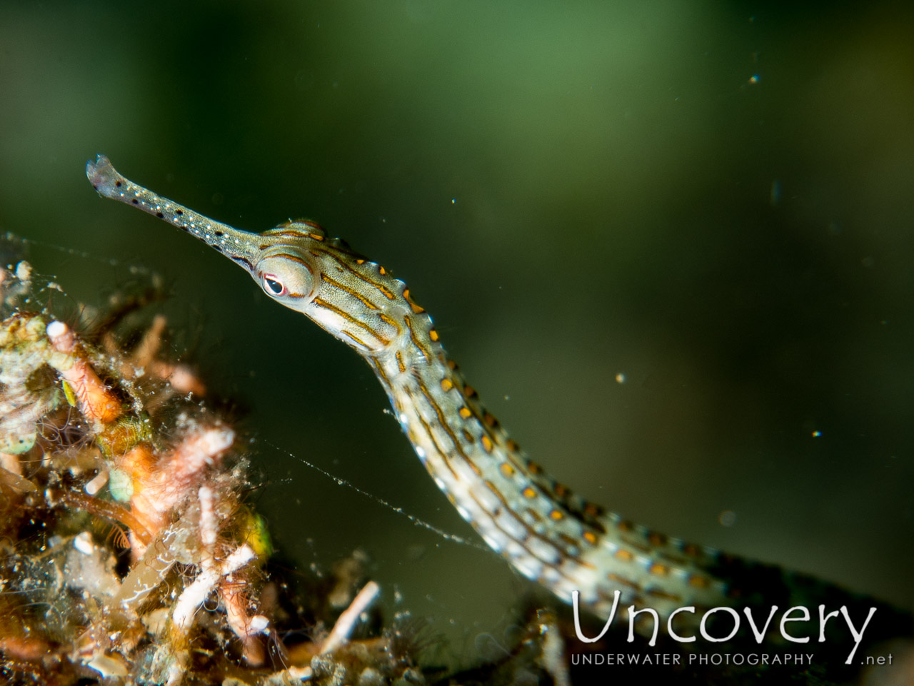 Networked Pipefish (corythoichthys Flavofasciatus) shot in Indonesia|North Sulawesi|Lembeh Strait|Lembeh Resort House Reef