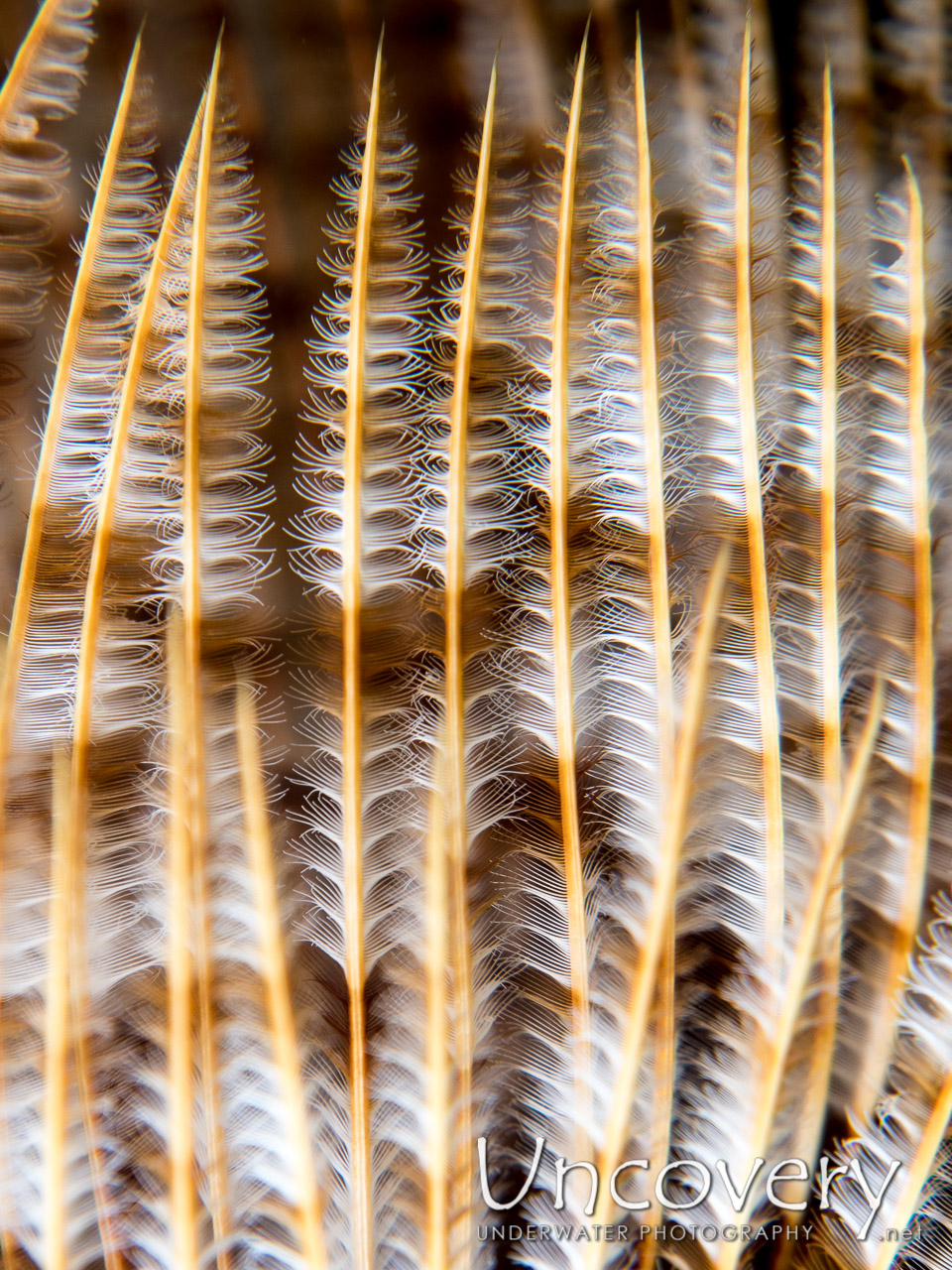 Indian Feather Duster Worm (sabellastarte Spectabilis), photo taken in Indonesia, North Sulawesi, Lembeh Strait, Lembeh Resort House Reef