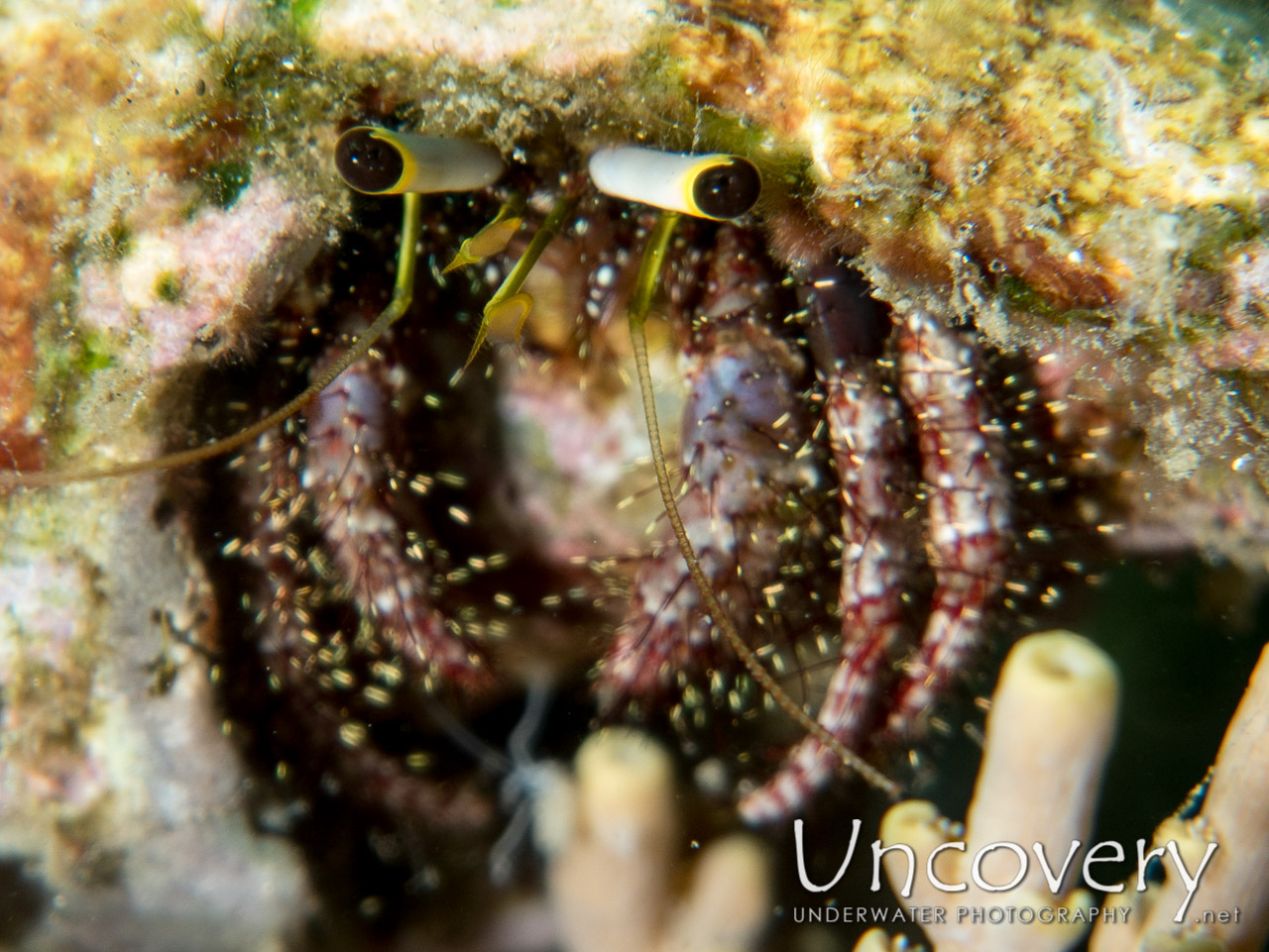 Hermit Crab shot in Indonesia|North Sulawesi|Lembeh Strait|Lembeh Resort House Reef