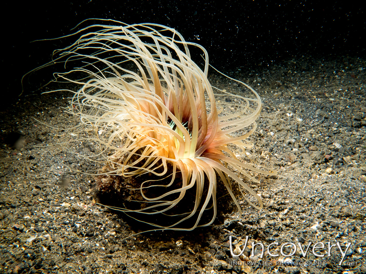 Tube Anemone (ceriantharia) shot in Indonesia|North Sulawesi|Lembeh Strait|Lembeh Resort House Reef